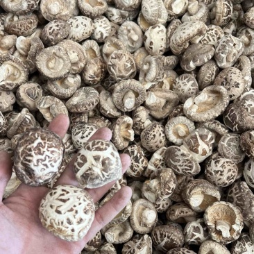 秋栽麻花菇肉质厚实形状圆各种规格产地直发