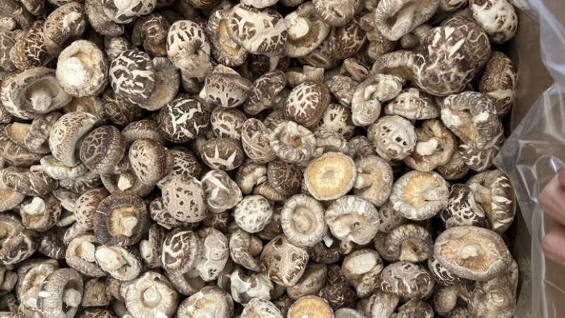 秋栽麻花菇肉质厚实形状圆各种规格产地直发