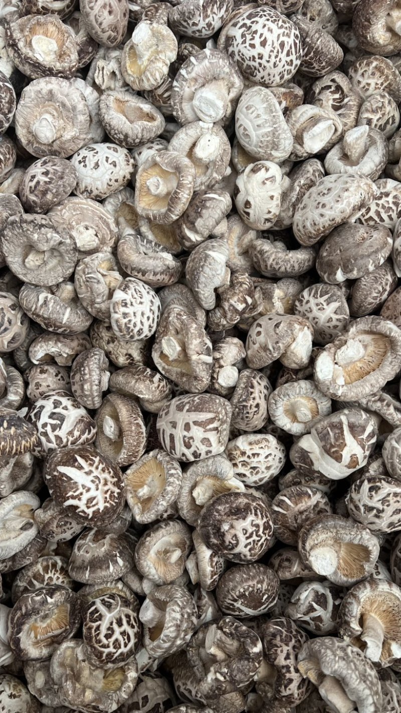 秋栽麻花菇肉质厚实形状圆各种规格产地直发