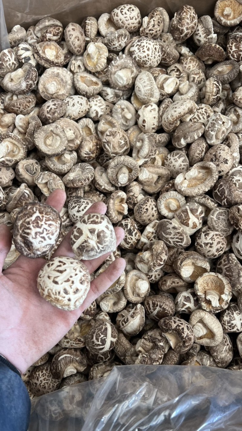 秋栽麻花菇肉质厚实形状圆各种规格产地直发
