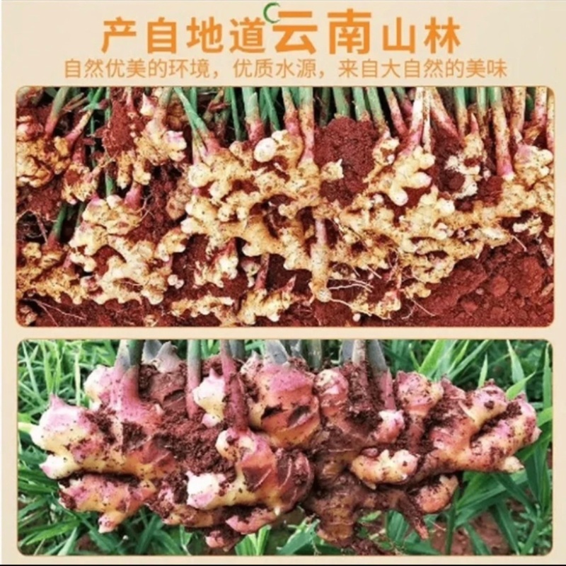 【一件代发】云南正宗小黄姜一件代发保证品质