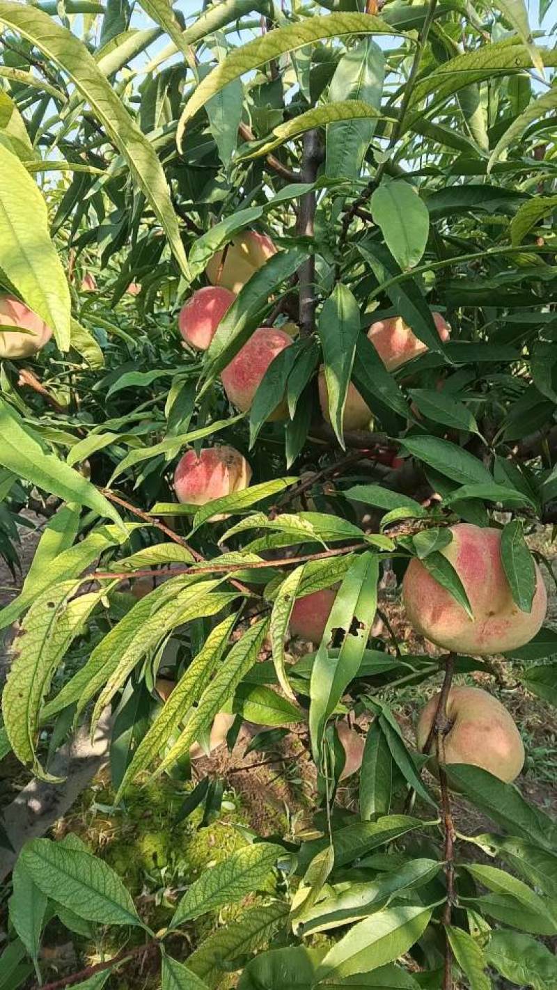 自己家里种的冬桃开园了，有采购的朋友抓紧下手了！