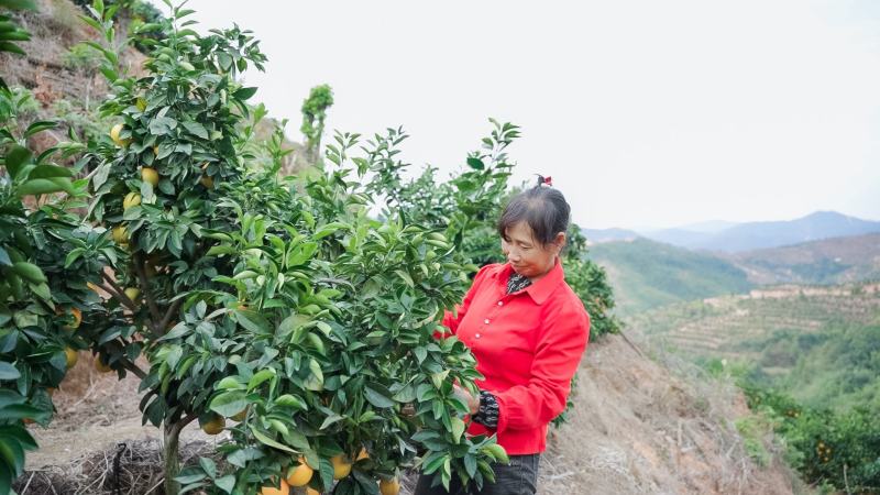 『脐橙一件代发」电商各种主播抖音各大平台均可售后无
