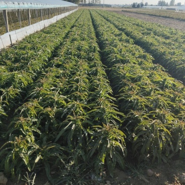 莴苣即将陆续大量上市