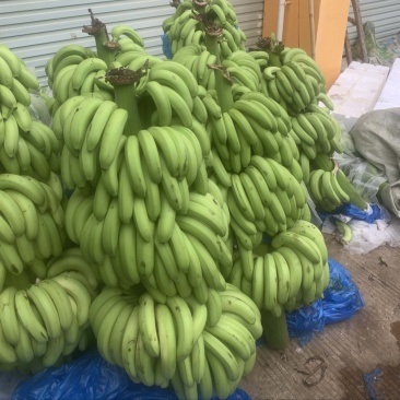广西香蕉一件代发，整车出，货源充足。