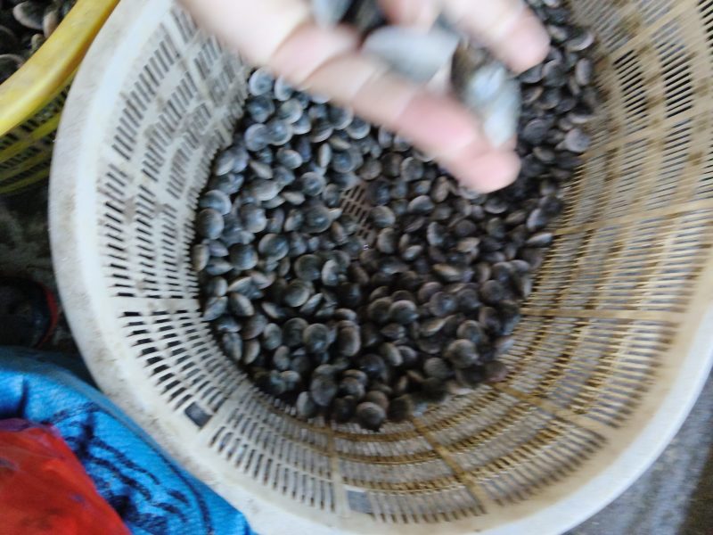 蛤蜊黑蛤蜊白蛤蜊蛤蜊炖蛋