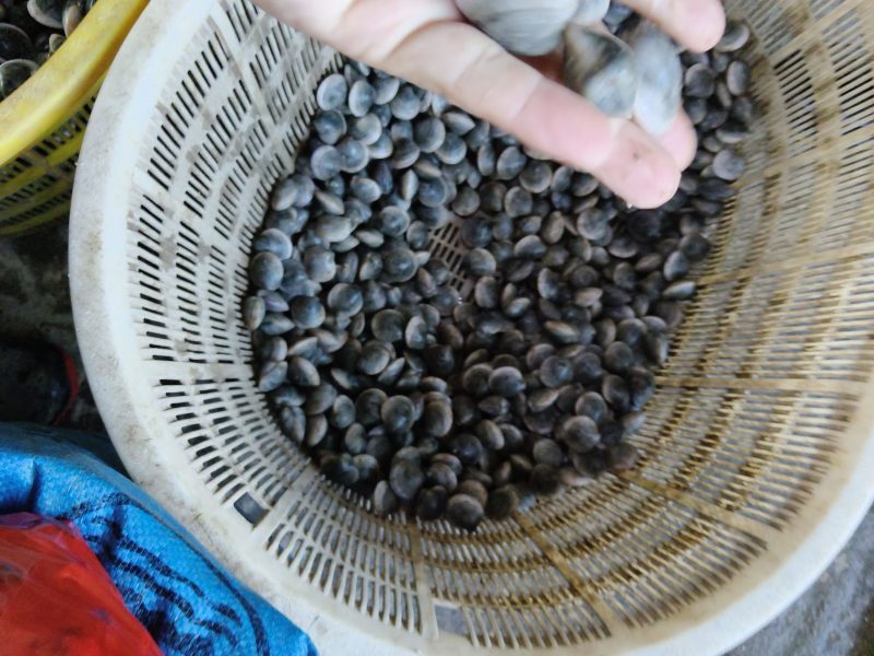 蛤蜊黑蛤蜊白蛤蜊蛤蜊炖蛋