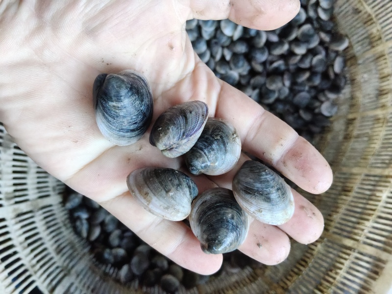 蛤蜊黑蛤蜊白蛤蜊蛤蜊炖蛋