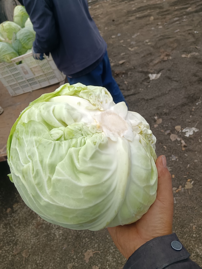 河北奥其娜，张家口奥其娜，阳原奥其娜，蔚县奥其娜，奥其娜