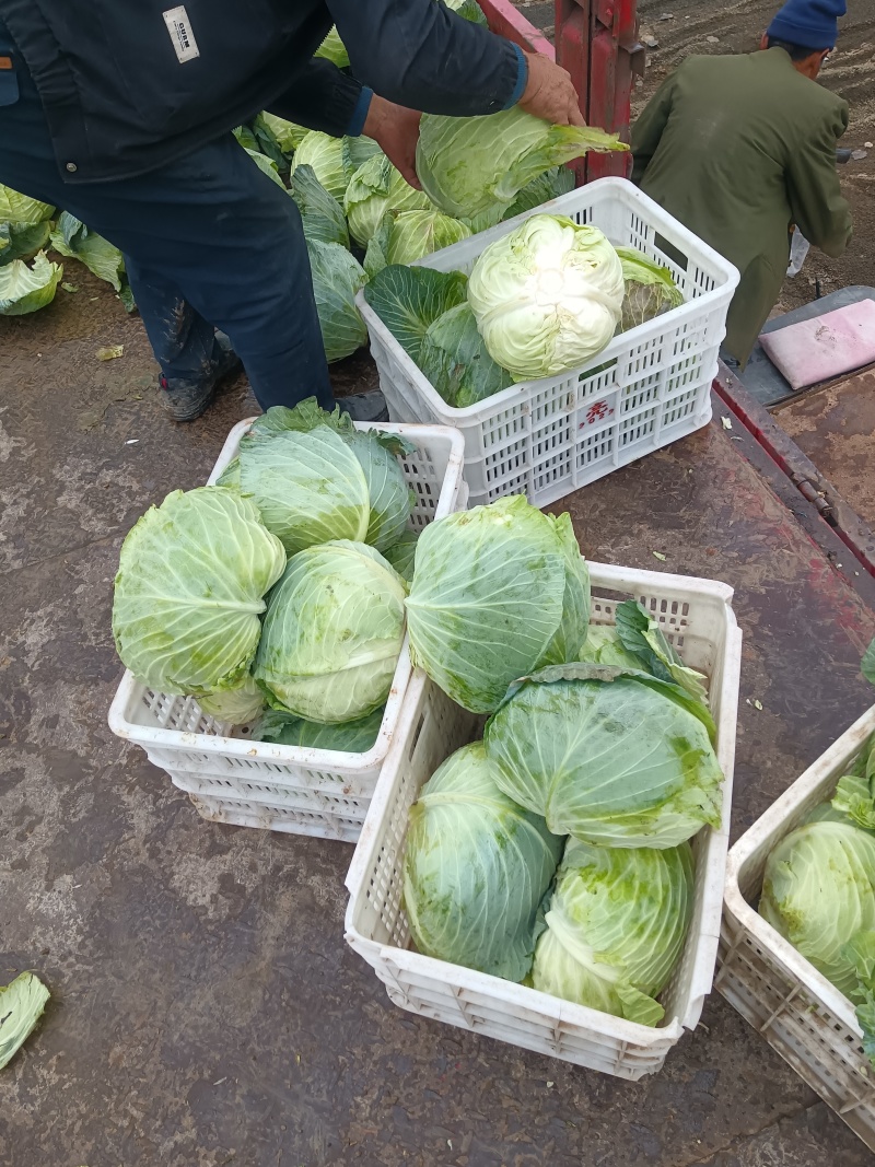 河北奥其娜，张家口奥其娜，阳原奥其娜，蔚县奥其娜，奥其娜