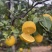 寻乌脐橙10斤35元包邮国家地理标志产品网棚种植