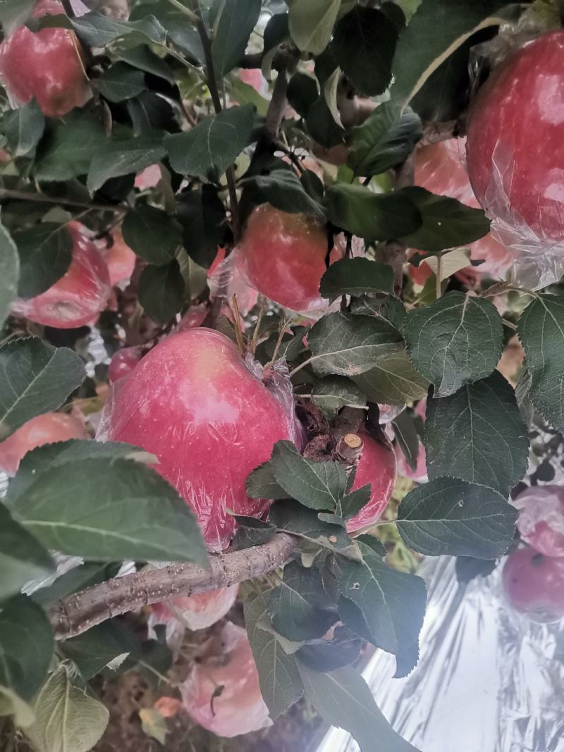 万荣纸加膜富士开始上市，货源充足，产地供应，诚信合作！