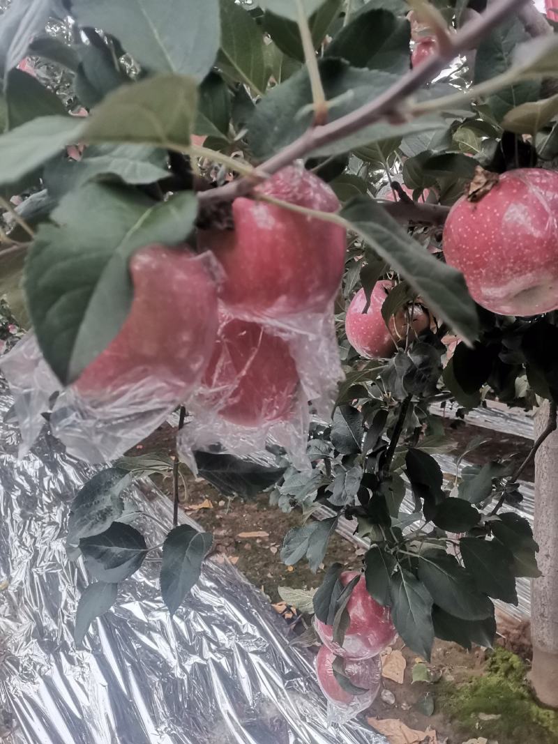 万荣纸加膜富士开始上市，货源充足，产地供应，诚信合作！