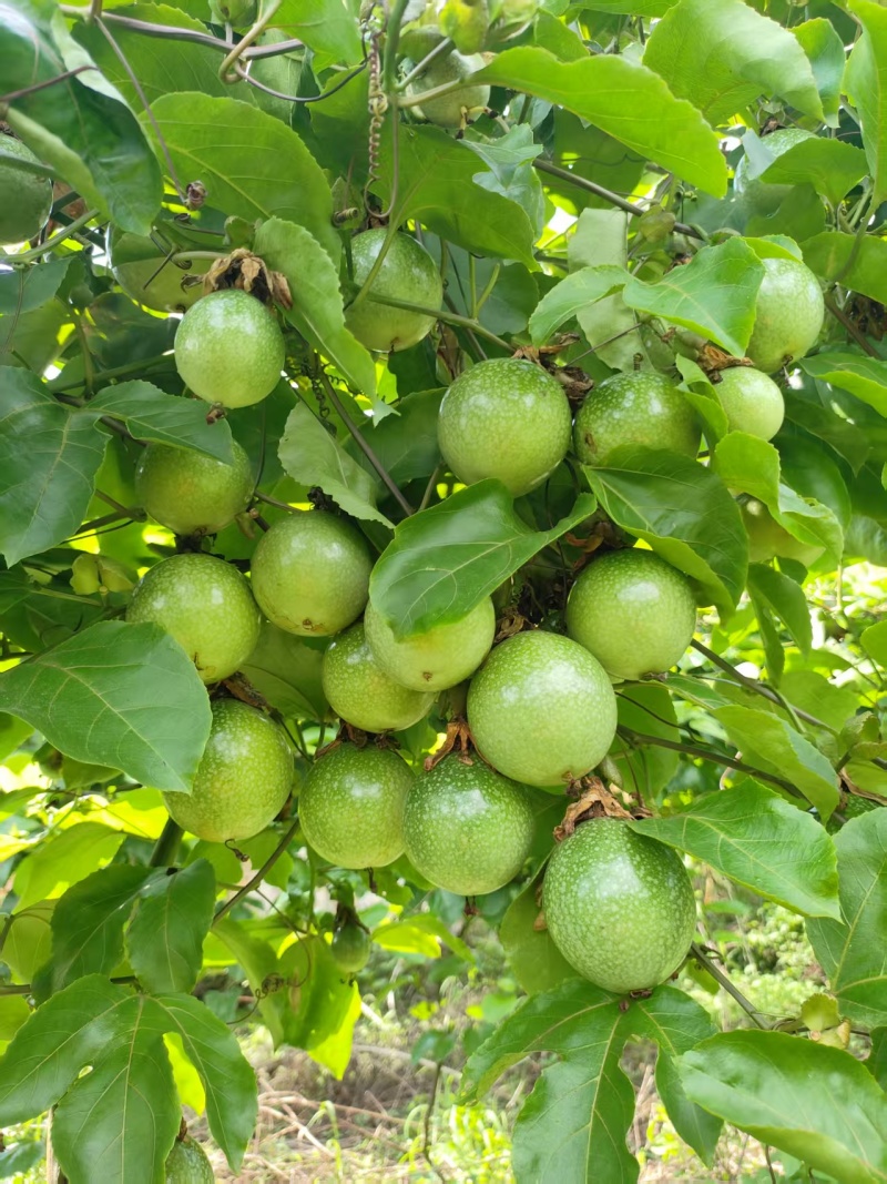 钦蜜九号黄金百香果