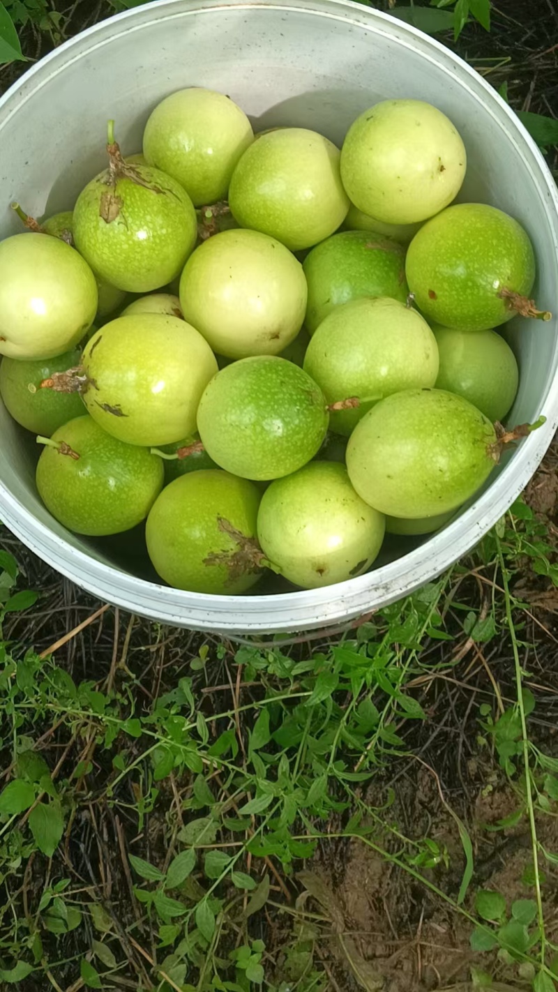 钦蜜九号黄金百香果