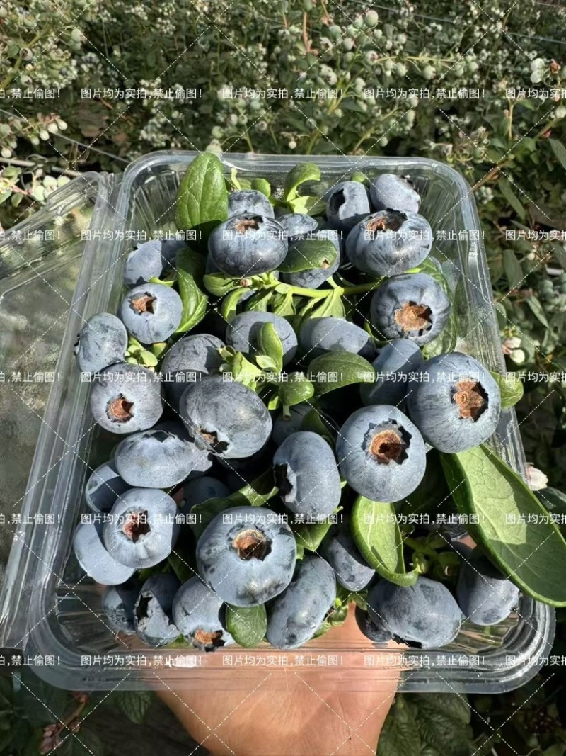 云南高山蓝莓.L25花香蓝莓现采现发