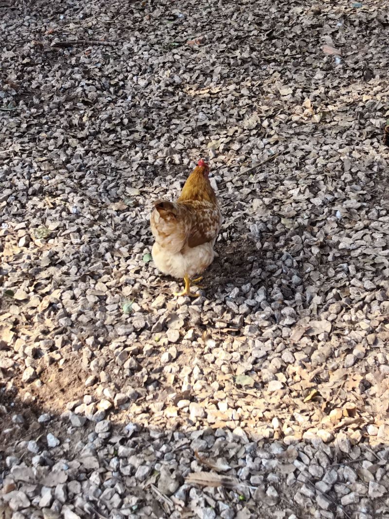 新鲜散养土鸡，健康活鸡直供，品质保证，送货上门！