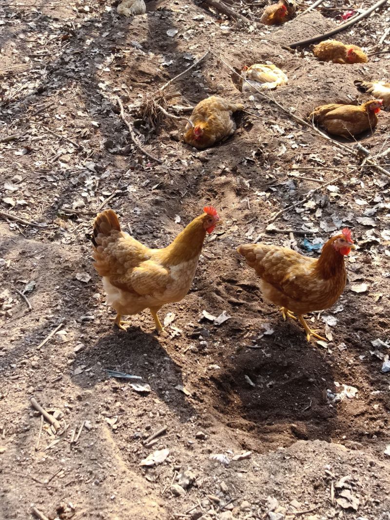 新鲜散养土鸡，健康活鸡直供，品质保证，送货上门！
