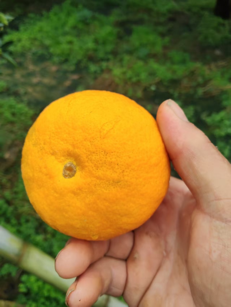 爱媛果冻橙四川产区直发，保质保量供货