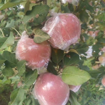 万荣膜袋红富士苹果开始上市，口感脆甜，果面干净鲜亮。