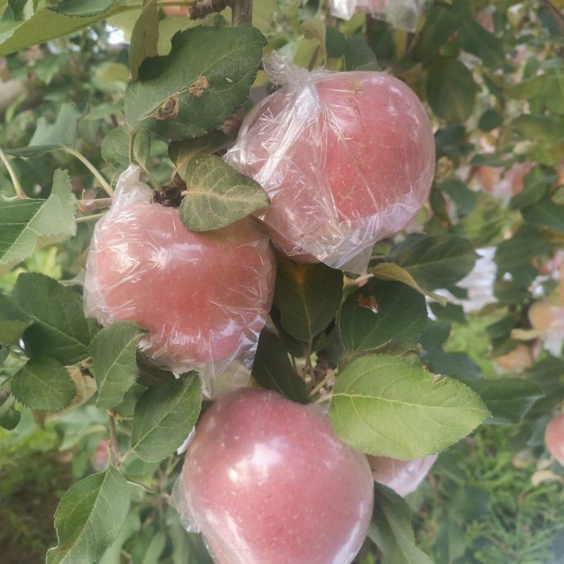 万荣膜袋红富士苹果开始上市，口感脆甜，果面干净鲜亮。