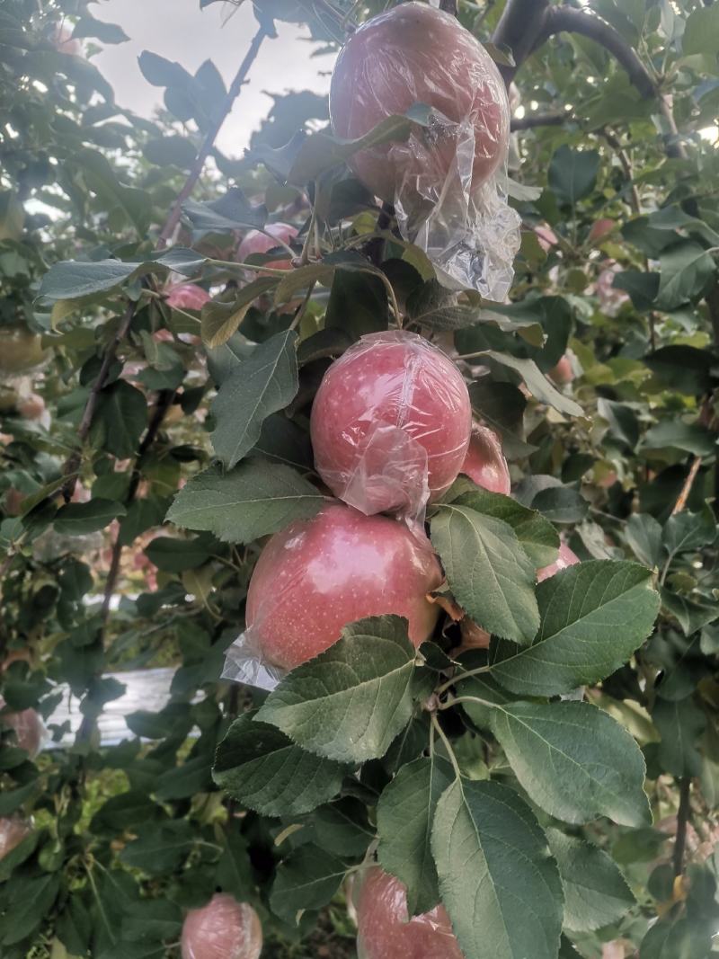 万荣膜袋红富士苹果开始上市，口感脆甜，果面干净鲜亮。