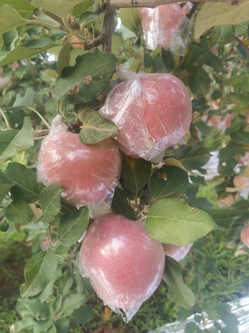 万荣膜袋红富士苹果开始上市，口感脆甜，果面干净鲜亮。