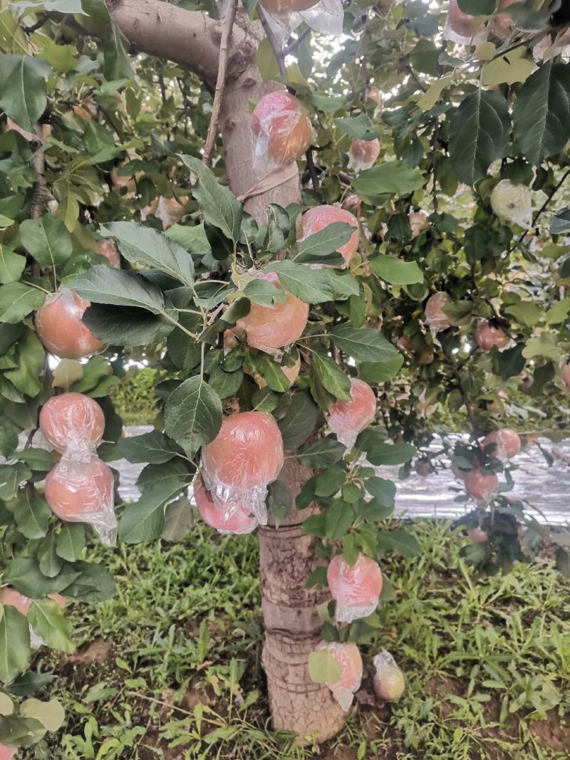 万荣膜袋红富士苹果开始上市，口感脆甜，果面干净鲜亮。
