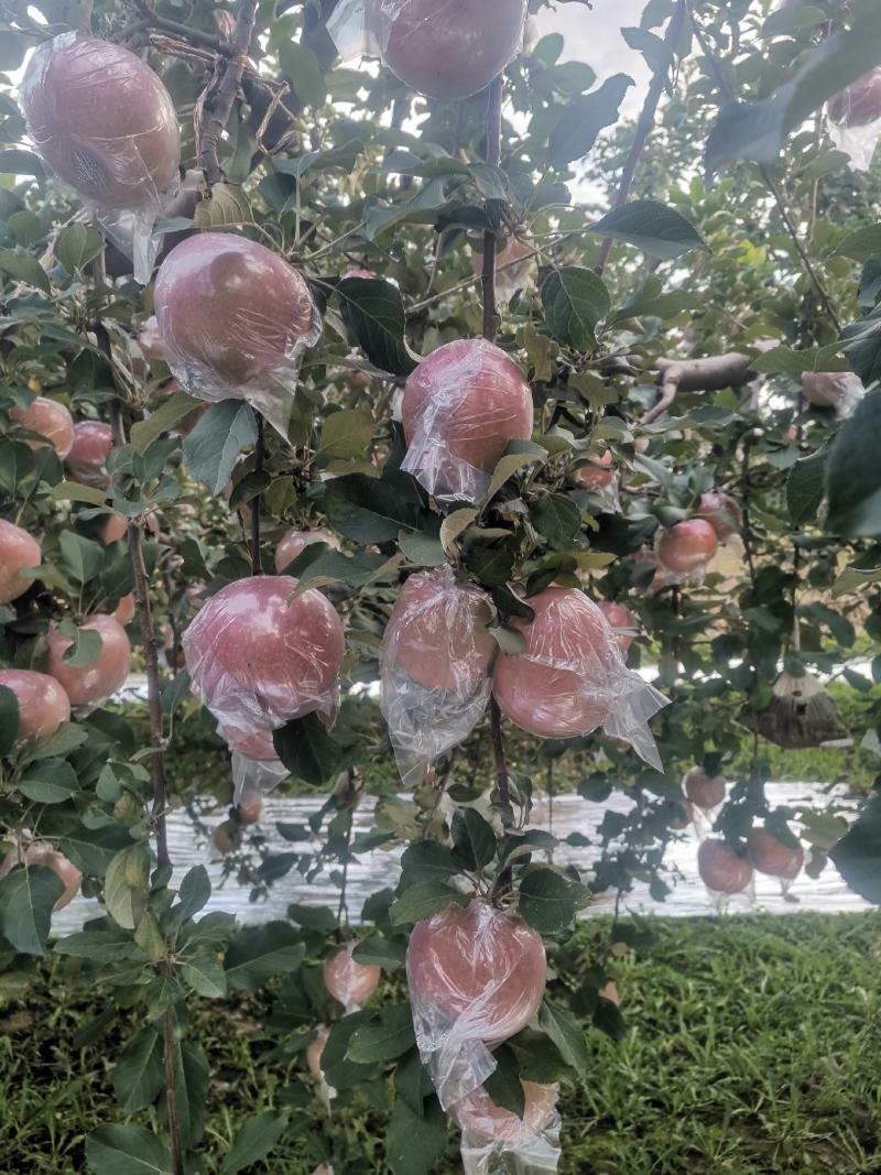万荣膜袋红富士苹果开始上市，口感脆甜，果面干净鲜亮。