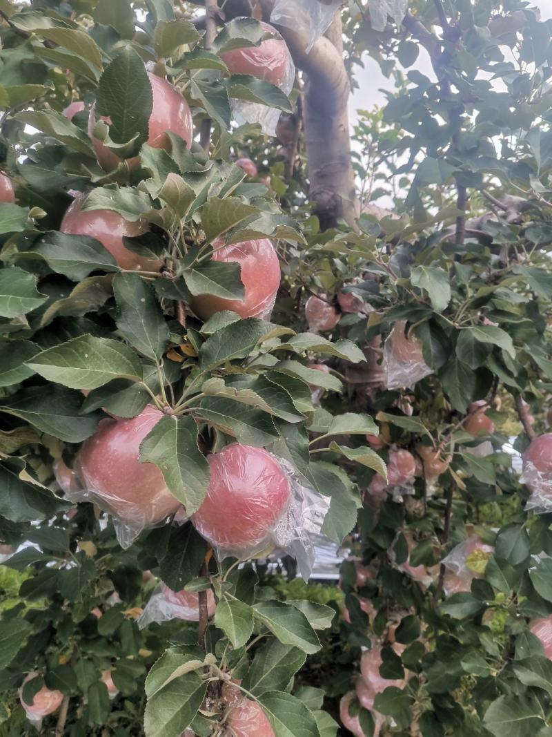万荣膜袋红富士苹果开始上市，口感脆甜，果面干净鲜亮。
