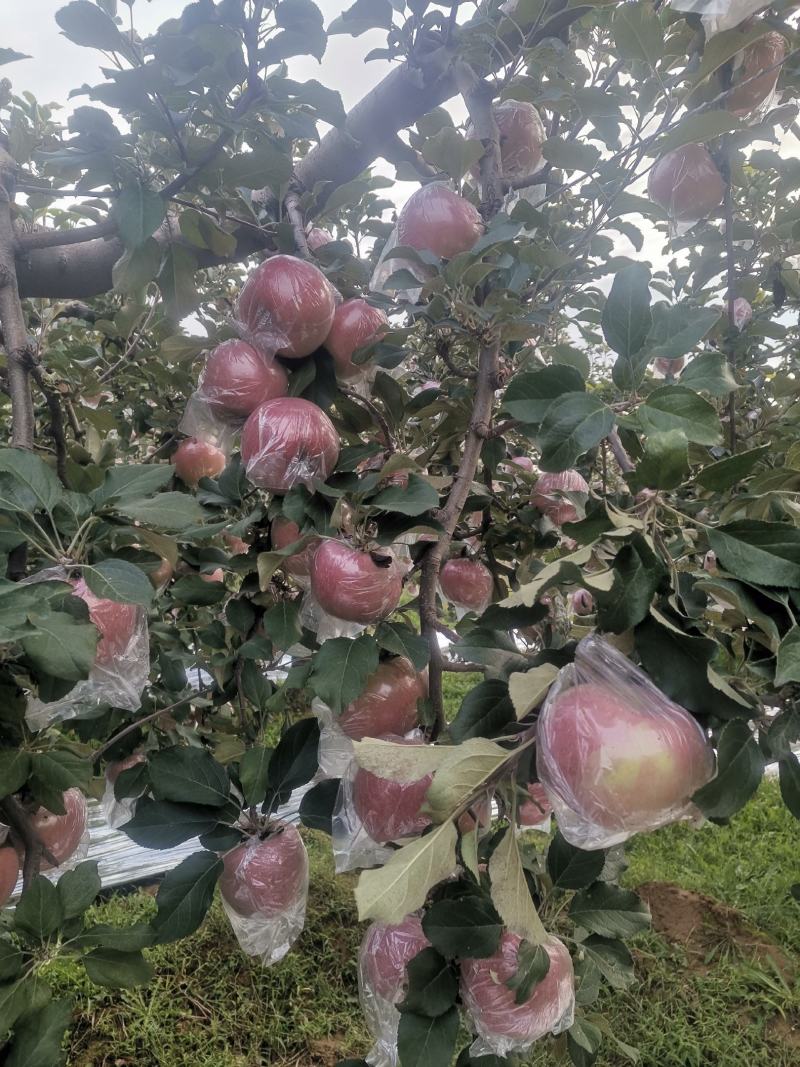 万荣膜袋红富士苹果开始上市，口感脆甜，果面干净鲜亮。