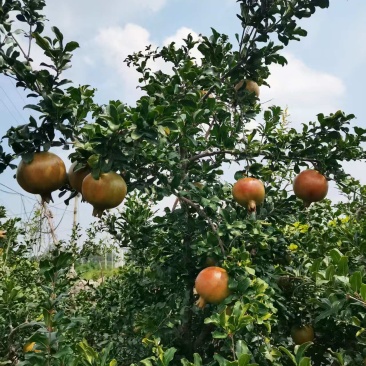 枣庄硬籽石榴