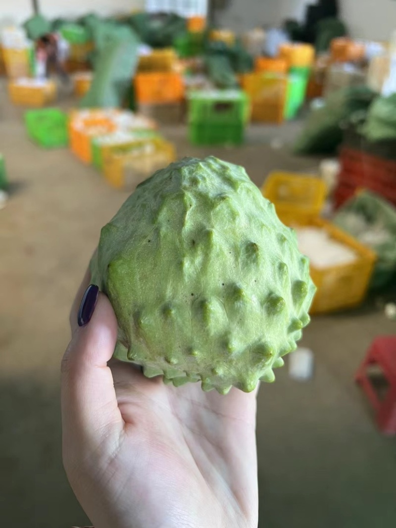 云南凤梨牛奶释迦基地直采各个型号足量装货
