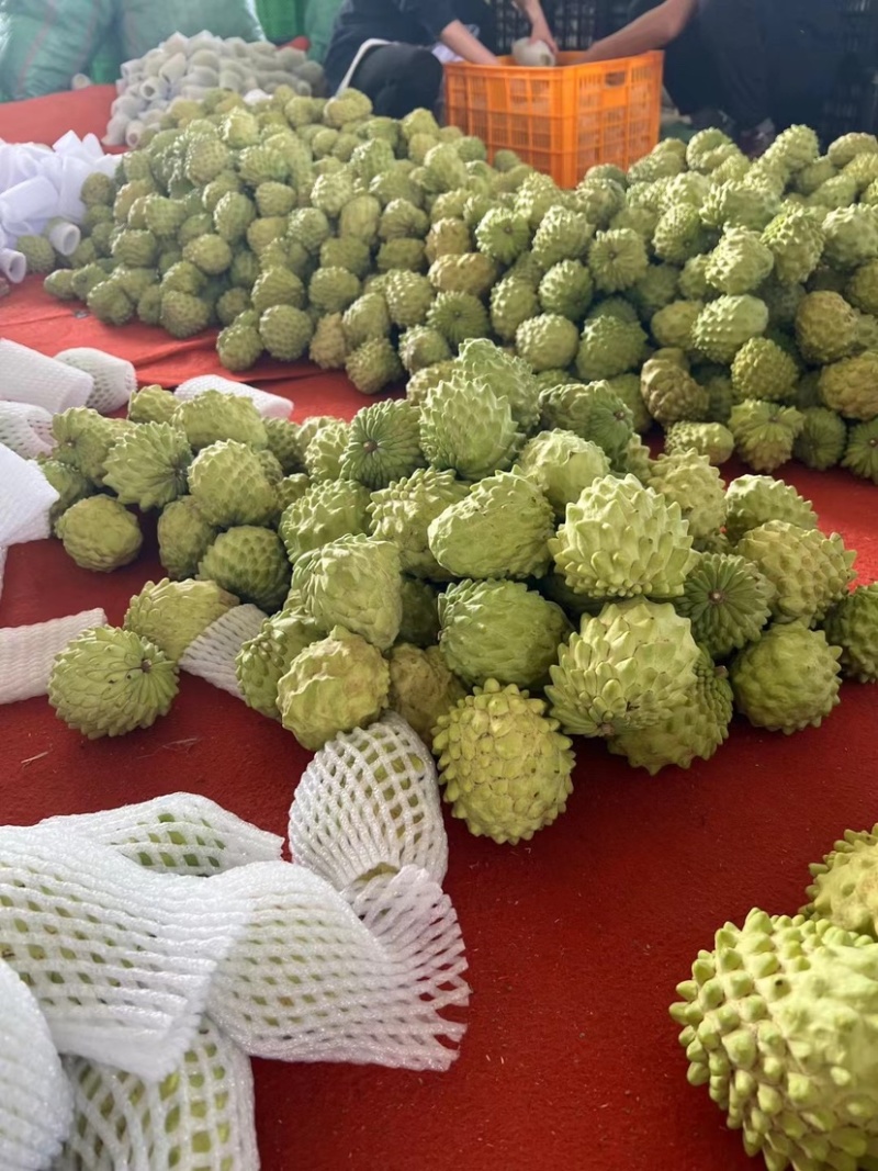 云南凤梨牛奶释迦基地直采各个型号足量装货