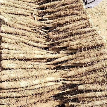 双棒二路大量现货供应