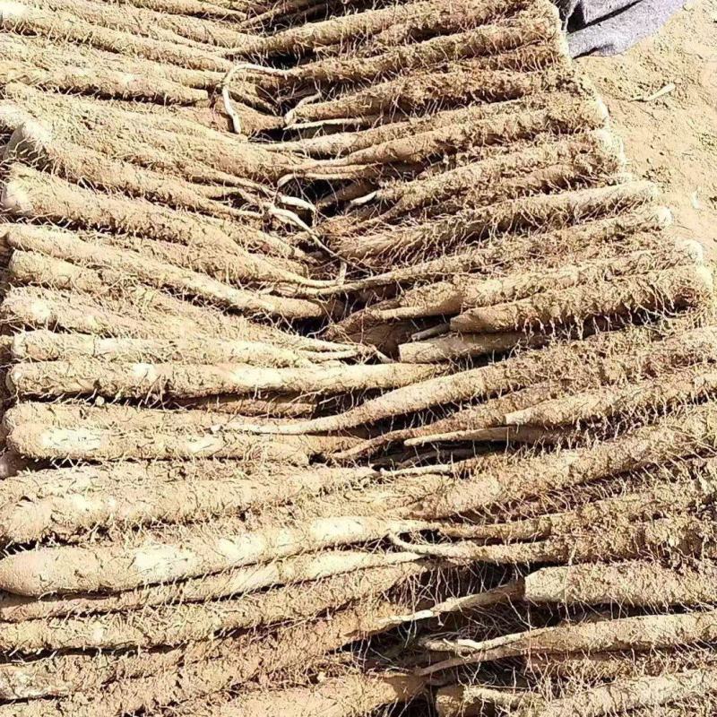双棒二路大量现货供应