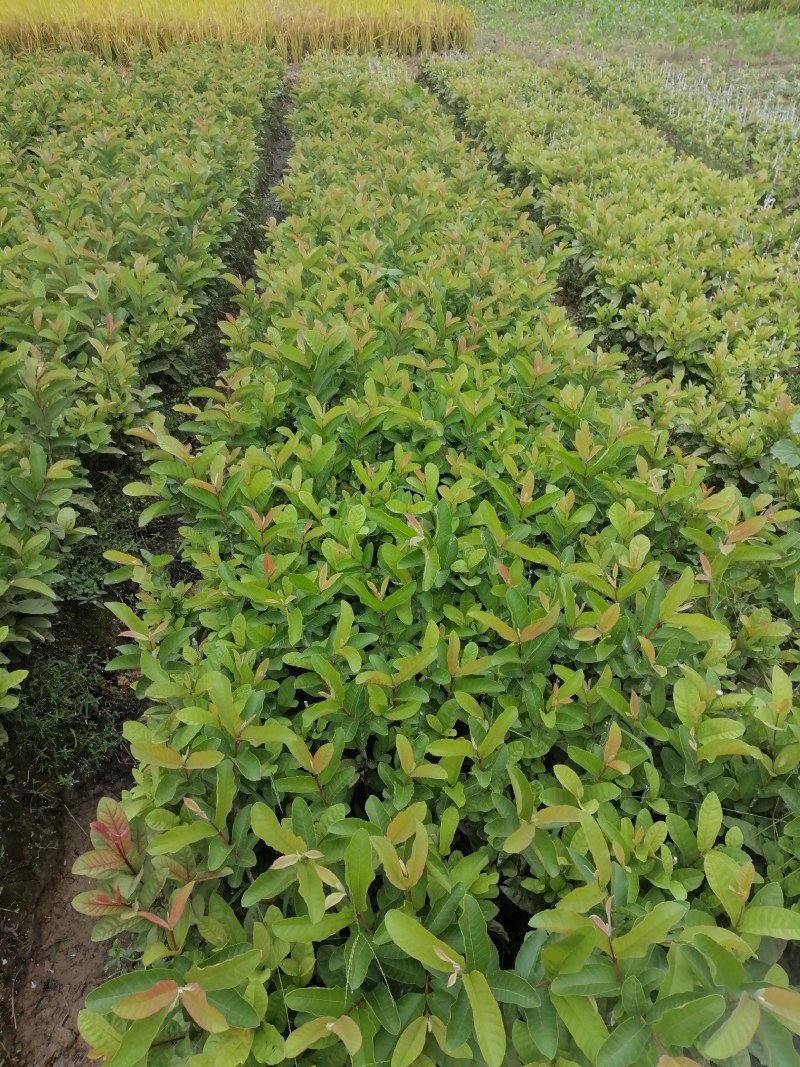 苗场直供没有中间商，西瓜红番石榴苗嫁接口以上有60厘米