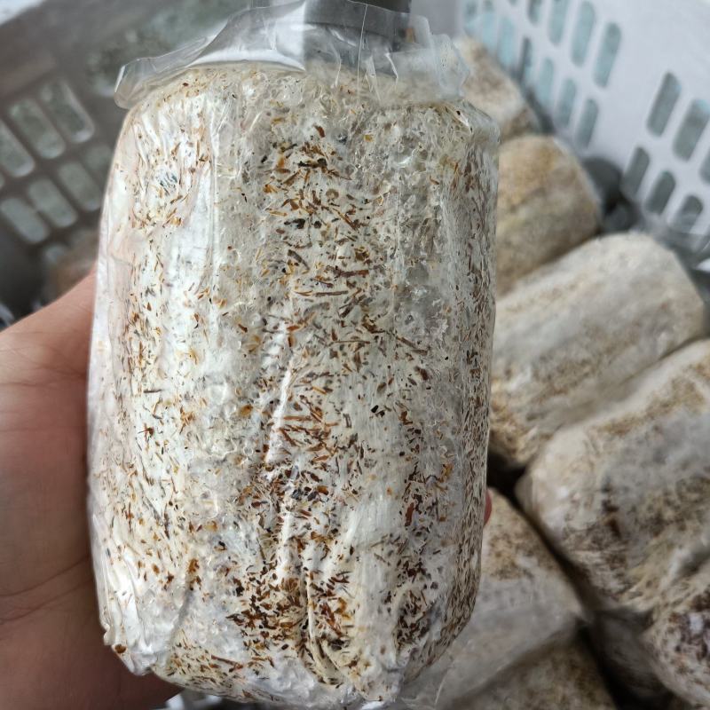 大球盖菇/赤松茸菌种提供技术指导