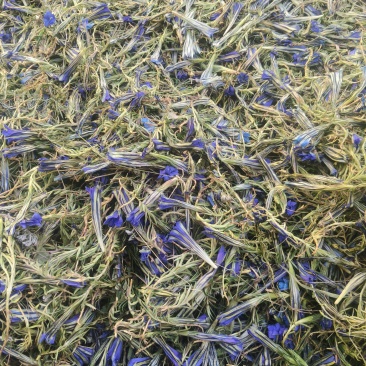 【精品龙胆草】青海产地直发质量保证一手货源全国发货