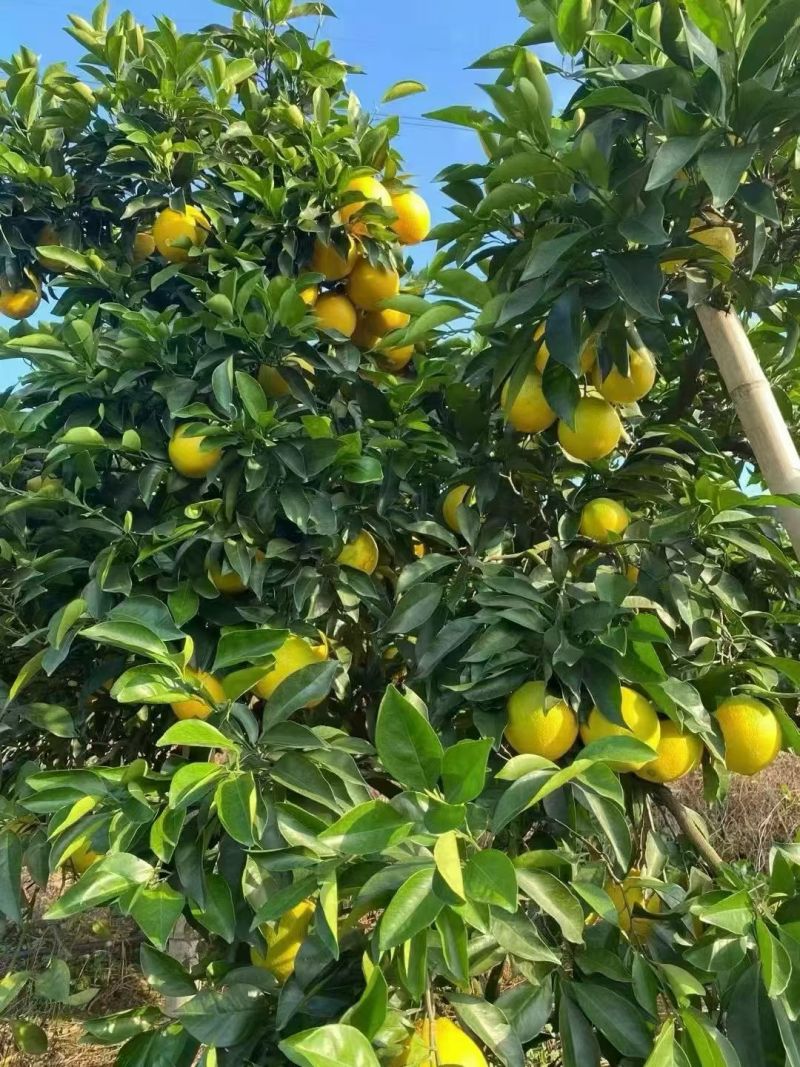 赣南脐橙