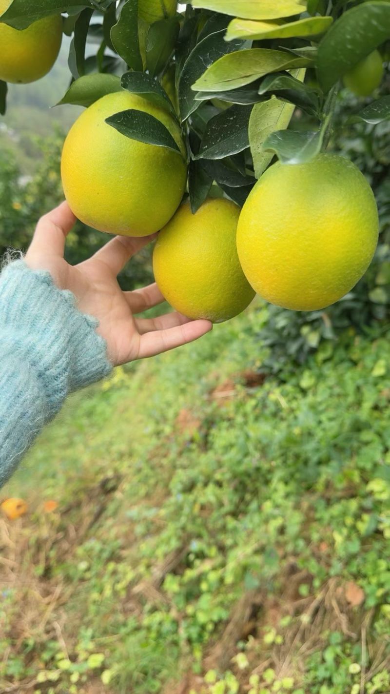 赣南脐橙
