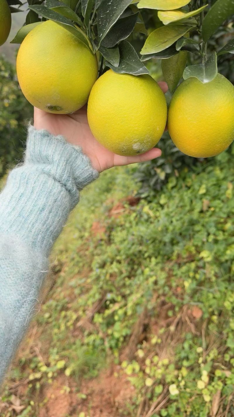 赣南脐橙
