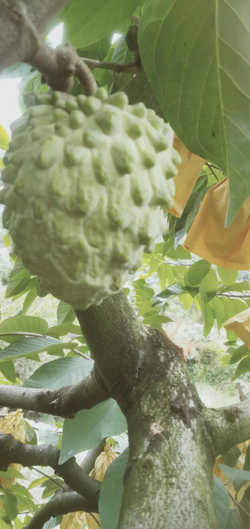 释迦果