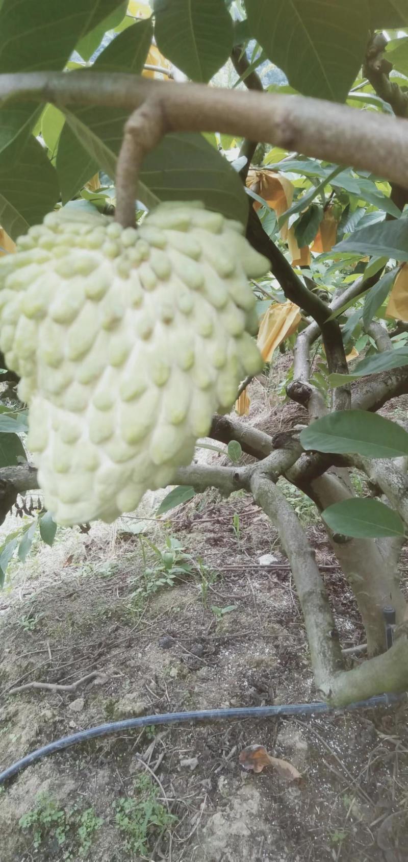 释迦果