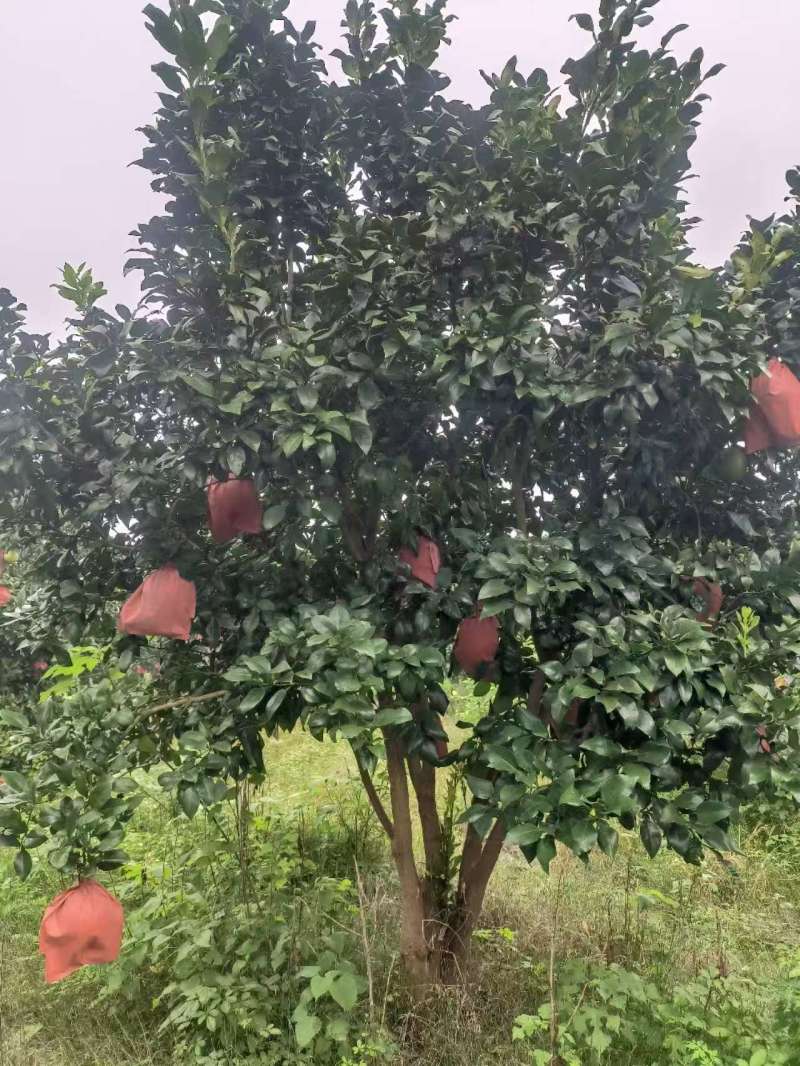 柚子树