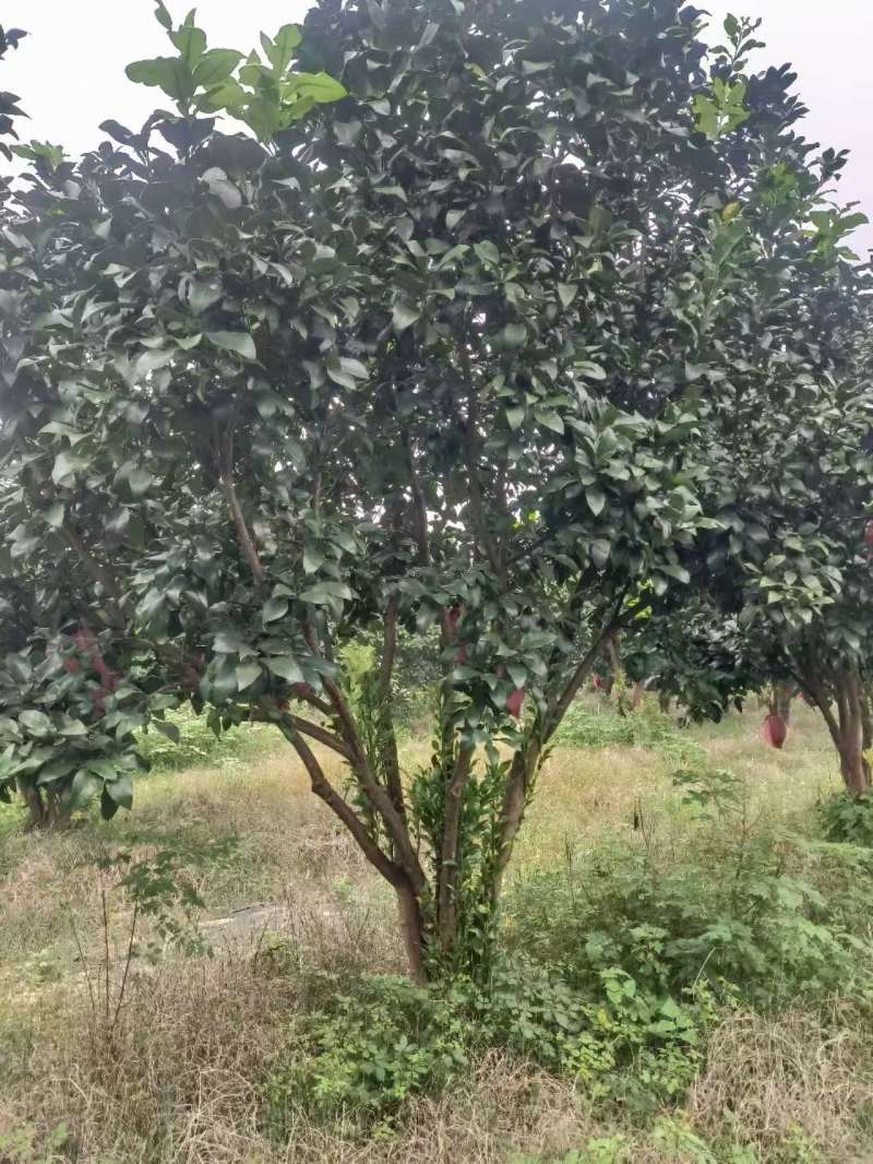 柚子树