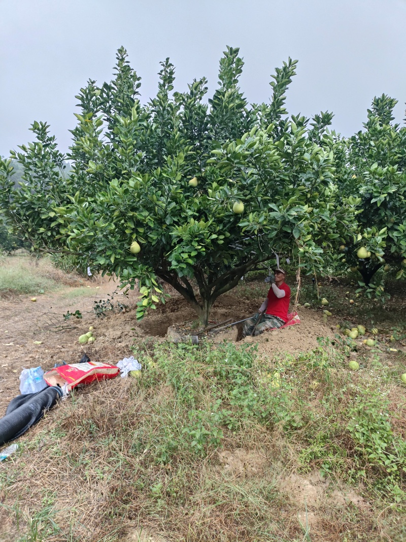 柚子树