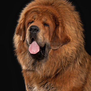 藏獒犬