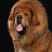 藏獒犬