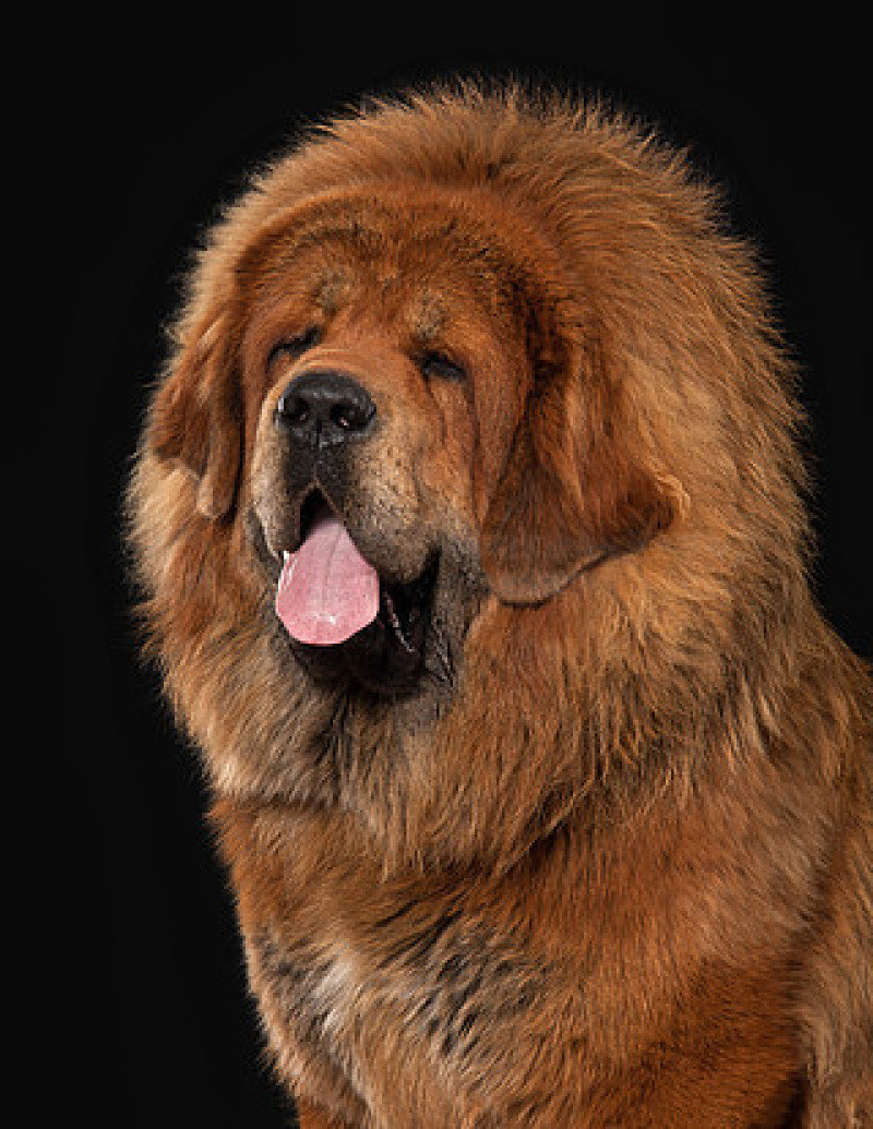 藏獒犬